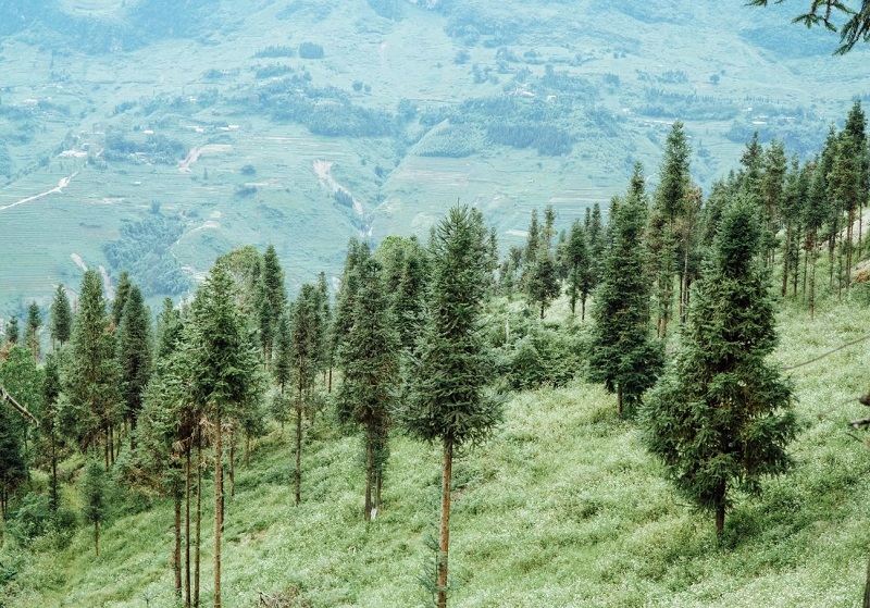 The lush greenery of Yen Minh Pine Forest 